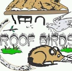 Sibaxolele Amos Sithole Roof Birds profile